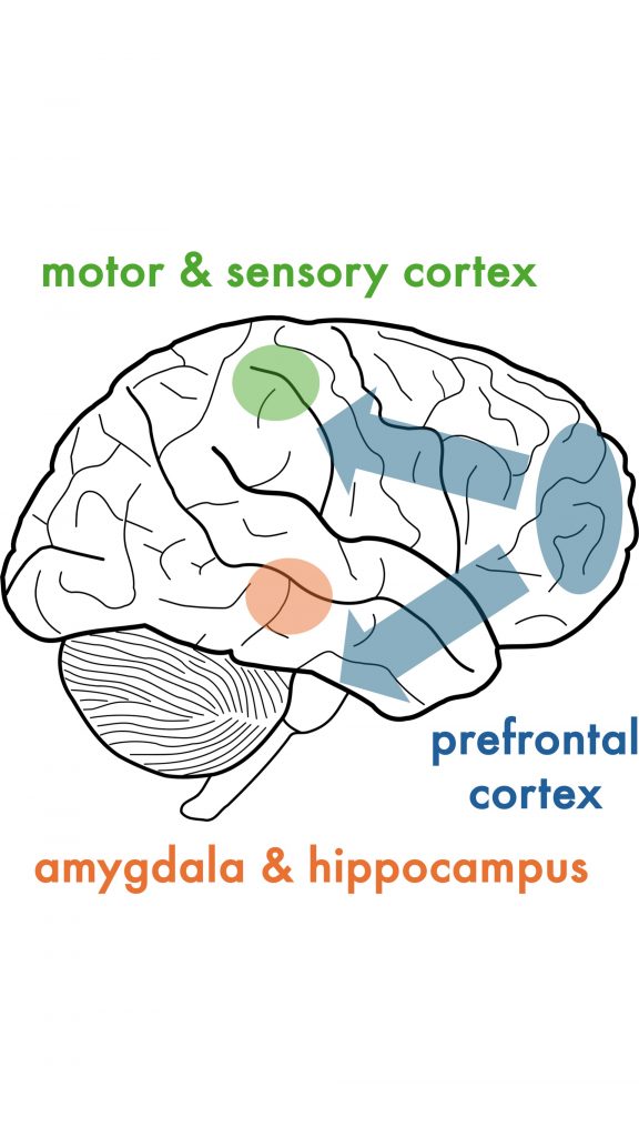 stress brain prefrontal cortex