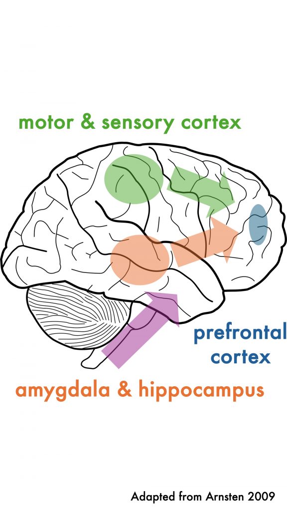 stress brain prefrontal cortex
