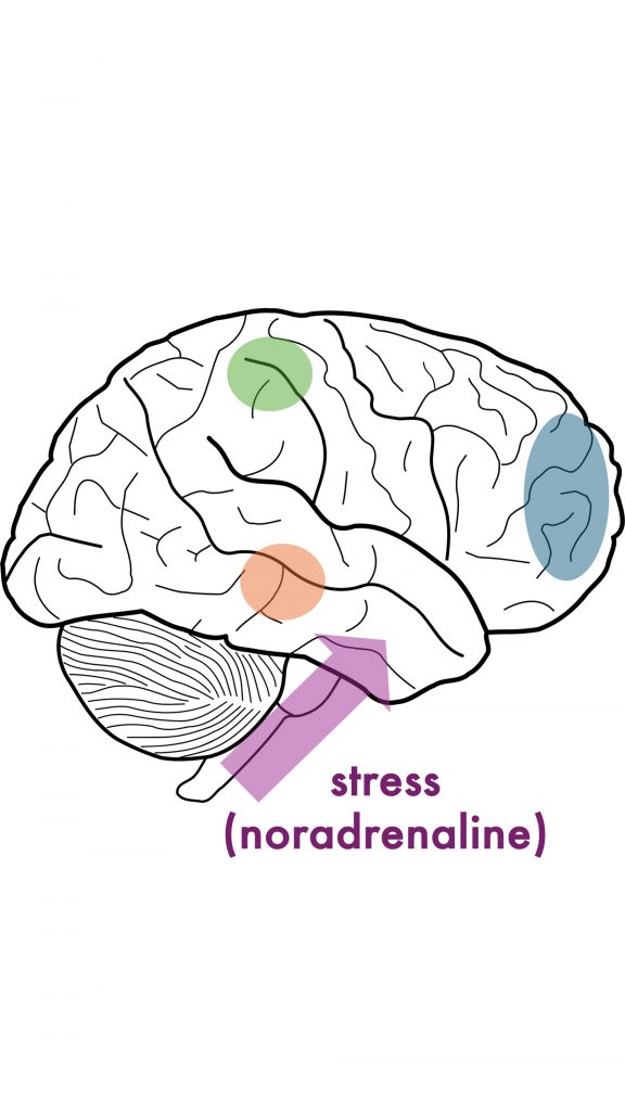 stress brain prefrontal cortex